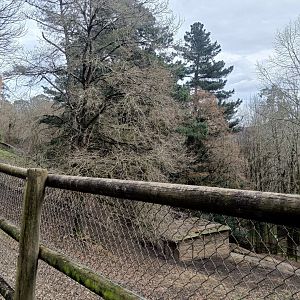 Karpín Fauna - Mouflon enclosure