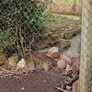 Karpín Fauna - Clouded leopard