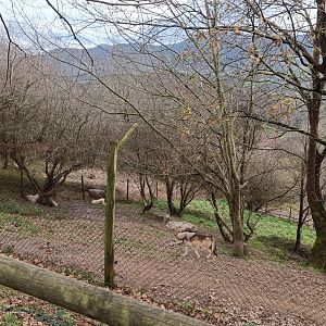 Karpín Fauna - Wolf enclosure