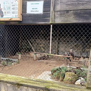 Karpín Fauna - Red kite enclosure
