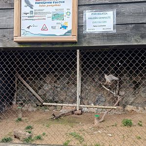 Karpín Fauna - Falcon enclosure