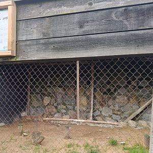 Karpín Fauna - Eurasian goshawk enclosure