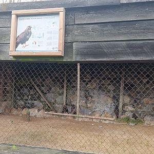 Karpín Fauna - Common buzzard enclosure