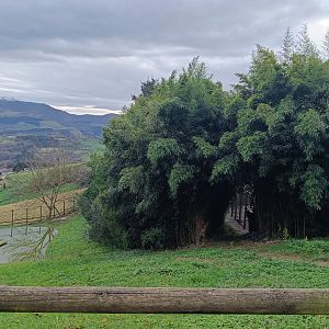 Karpín Fauna - Mute swan enclosure