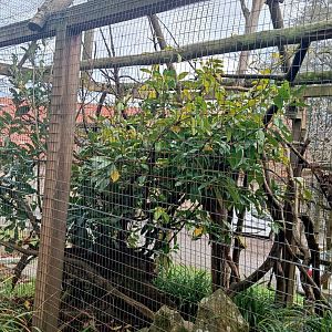 Karpín Fauna - Common marmoset enclosure