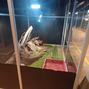 Karpín Fauna - Asian water monitor enclosure