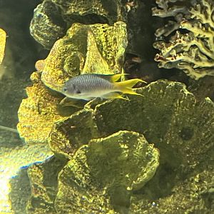 Damselfish ID