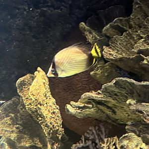 Butterflyfish ID