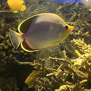 Butterflyfish ID