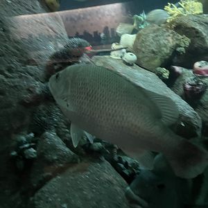 Fish ID