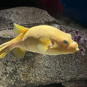 Pufferfish ID