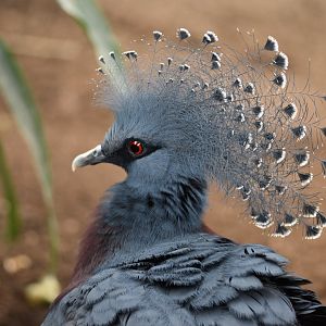 Victoria crowned pigeon