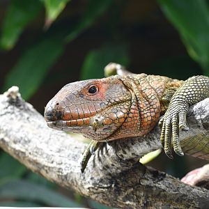 Caiman lizard