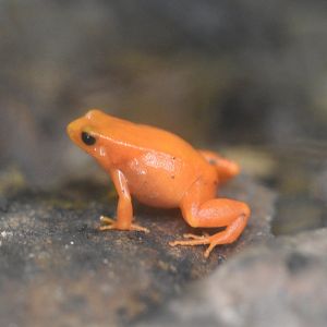 Golden mantella