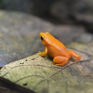 Golden mantella