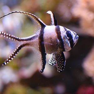 Banggai cardinalfish