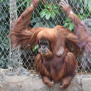 Sumatran orangutan