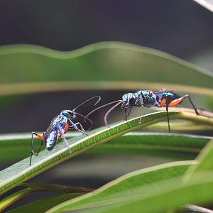 Jewel wasps