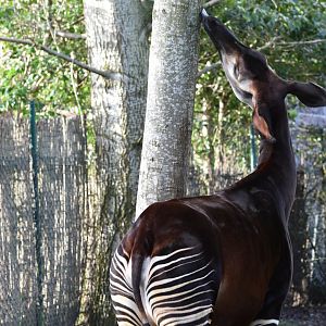 Okapi