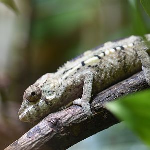 Panther chameleon
