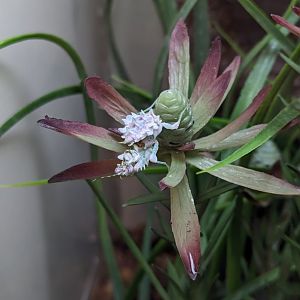 Spiny flower mantis (Pseudocreobotra wahlbergi)