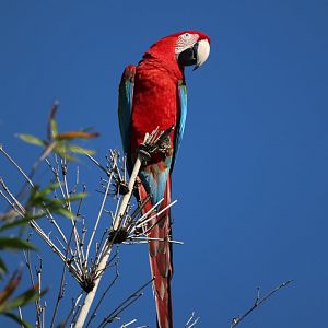 Red-and-green macaw
