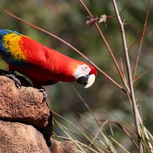 Scarlet macaw