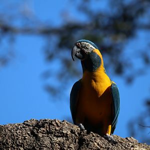 Blue-throated macaw