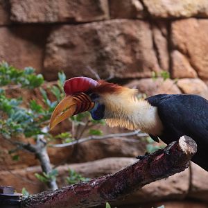 Hornbill