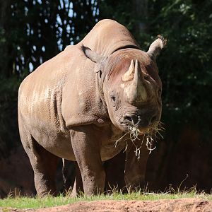 Black rhinoceros