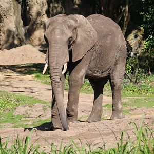 African elephant