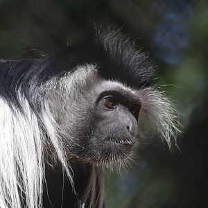 Angola colobus