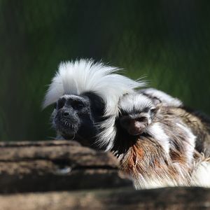 Cotton-top tamarin