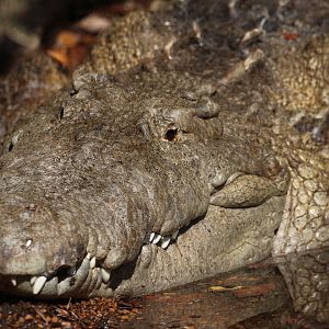 American crocodile