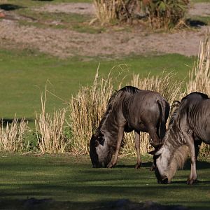 Blue wildebeests
