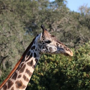 Masai giraffe