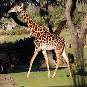 Masai giraffe