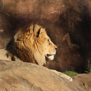 African lion