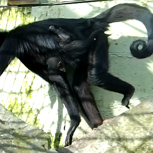 Black-Headed Spider Monkey (Mother And Offspring)