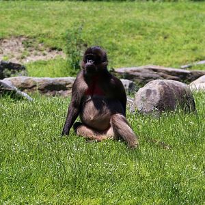 Gelada