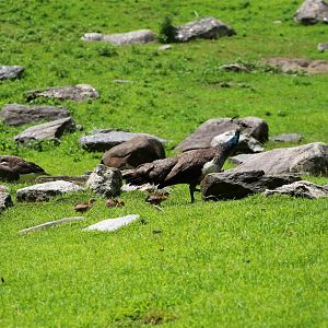Blue Peahen with Chicks
