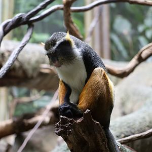 Wolf's Guenon (Cercopithecus wolfi)