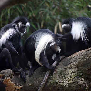 Angolan Colobus (Colobus angolensis)