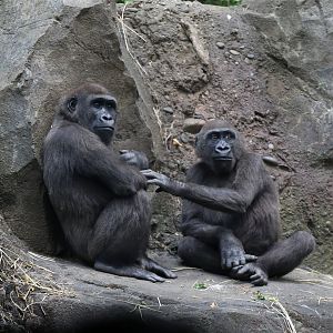 Gorillas Chatting