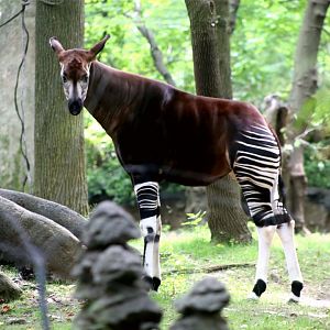 Okapi