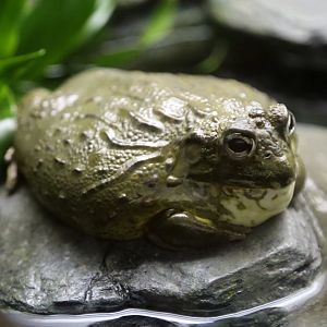 African Bullfrog