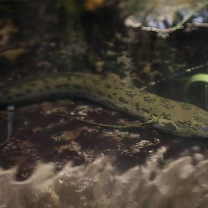 Slender Lungfish (Protopterus dolloi)