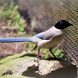 Asian Azure-winged Magpie
