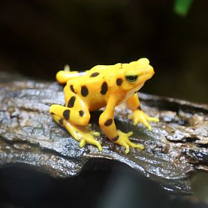 Panamanian Golden Frog (Atelopus zeteki)