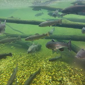 Go Fish Education Center - Trout